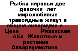 Рыбки пираньи две девочки 6лет миролюбивые травоядные живут в общем аквариуме с  › Цена ­ 3 000 - Рязанская обл. Животные и растения » Аквариумистика   